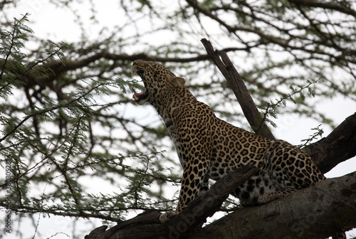 A leopard  Panthera pardus  resting in the late afternoon - Kenya.