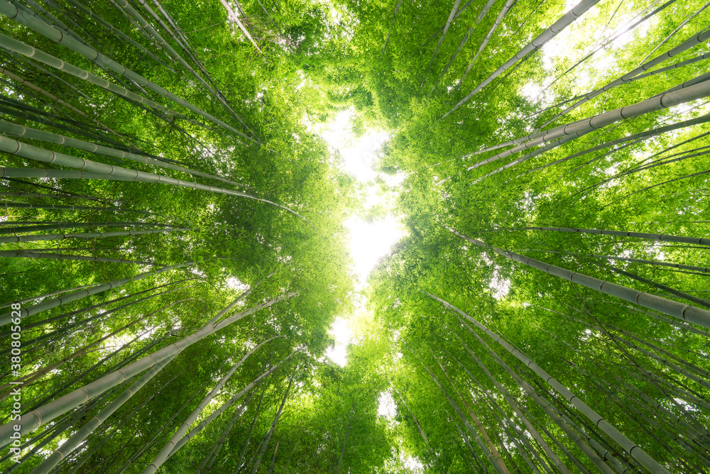 Bamboo Canopy