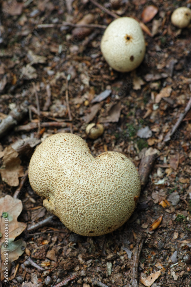 Scleroderma citrinum Scleroderma citrinum