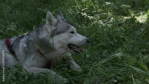 Siberian husky in the forest