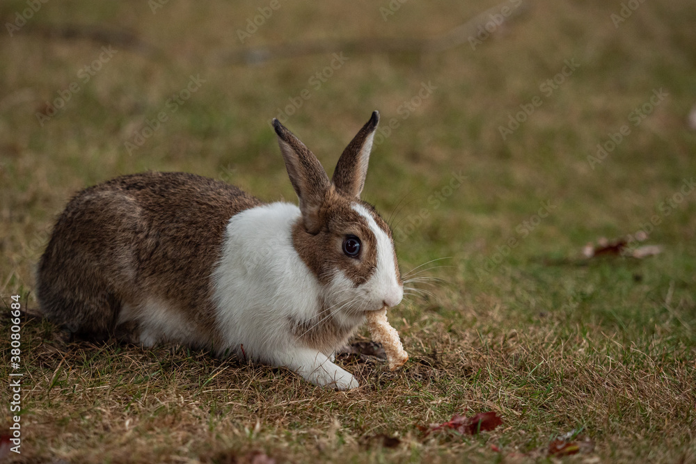close up of one chubby brown rabbit with white chest eating a piece of bread left on the grassy ground close up of one chubby brown rabbit with white chest eating a piece of bread left on the grassy ground