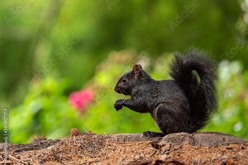 one cute black squirrel sitting on brown pine needles covered tree roots in the park enjoying the nut holding on its paws with blurry green background © Yi