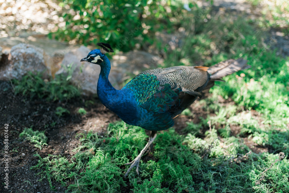 A peacock in a park A peacock in a park
