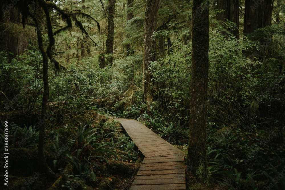Rainforest trail hiking in Pacific Rim National Park in Tofino, British Columbia Rainforest trail hiking in Pacific Rim National Park in Tofino, British Columbia
