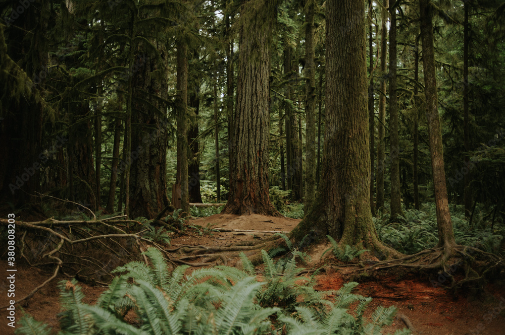 Cathedral grove redwood forest on Vancouver Island in British Columbia Cathedral grove redwood forest on Vancouver Island in British Columbia