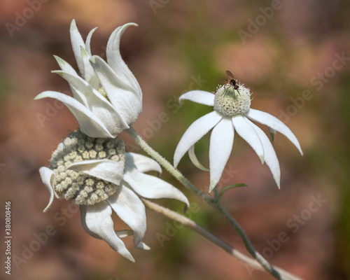 Close-up of white Australian native Flannel Flowers (Actinotus helianthi) with small insect - a native wildflower found in coastal regions of eastern Australia photo