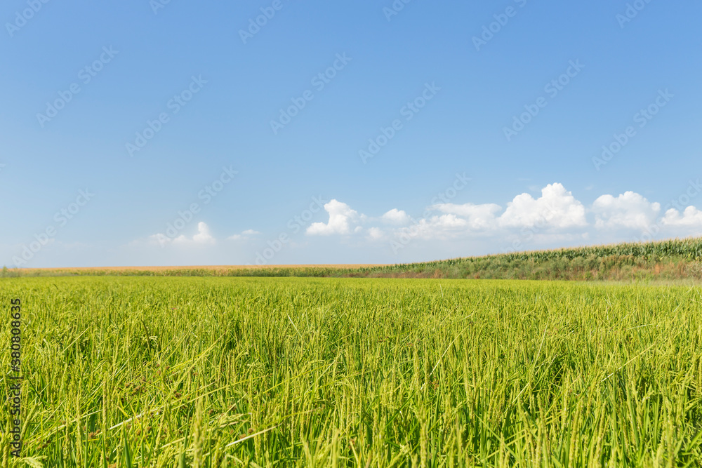Rice field Rice field