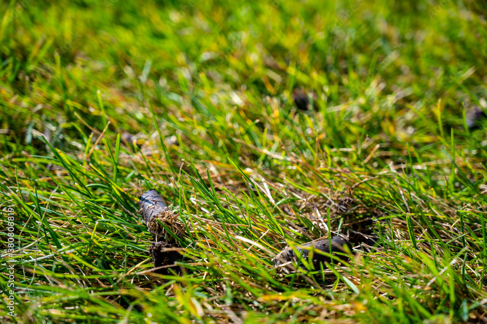 Φωτογραφία Selective focus on soil plug from a lawn aerator
