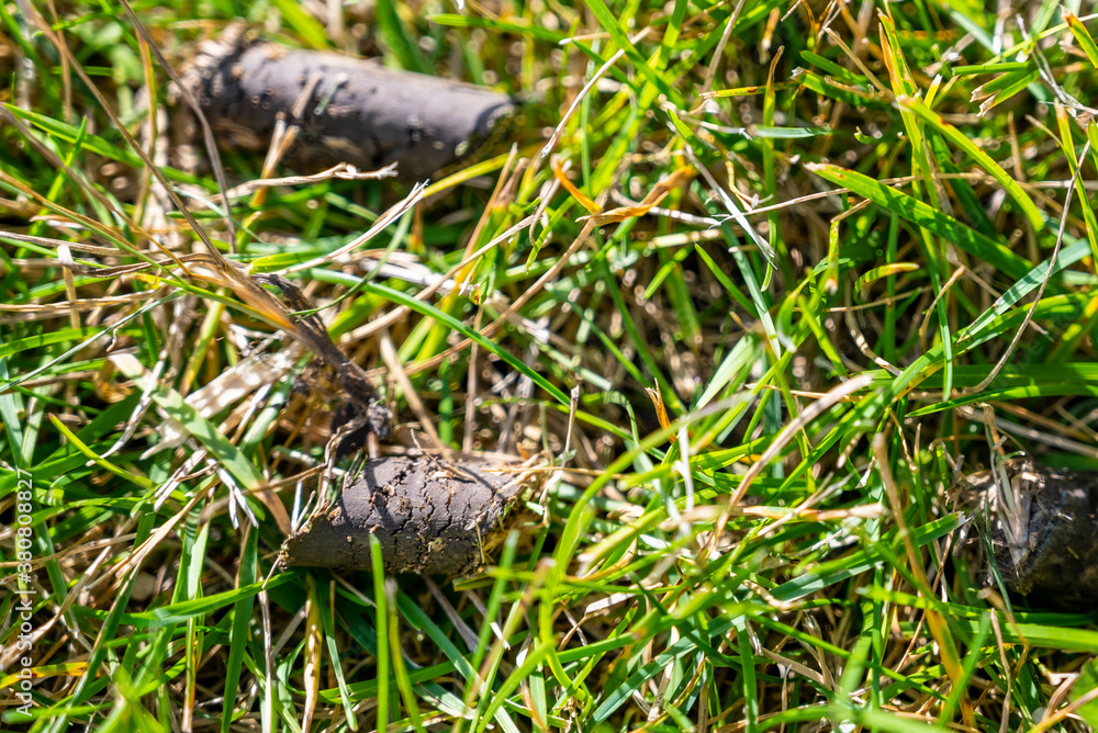 Selective focus on soil plug from a lawn aerator Selective focus on soil plug from a lawn aerator