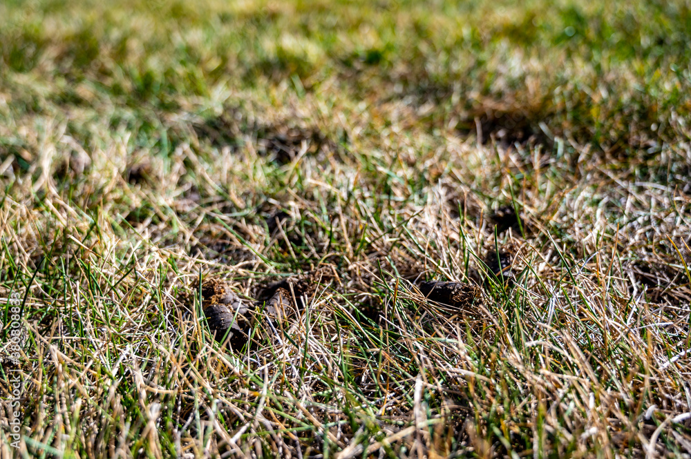 Selective focus on soil plug from a lawn aerator Selective focus on soil plug from a lawn aerator
