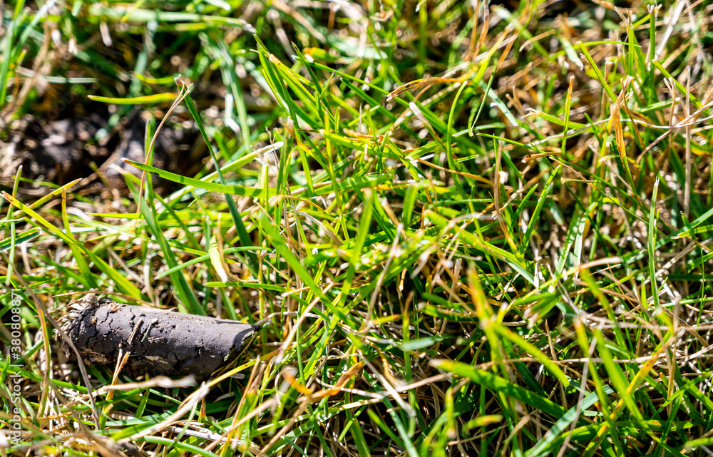 Selective focus on soil plug from a lawn aerator Selective focus on soil plug from a lawn aerator