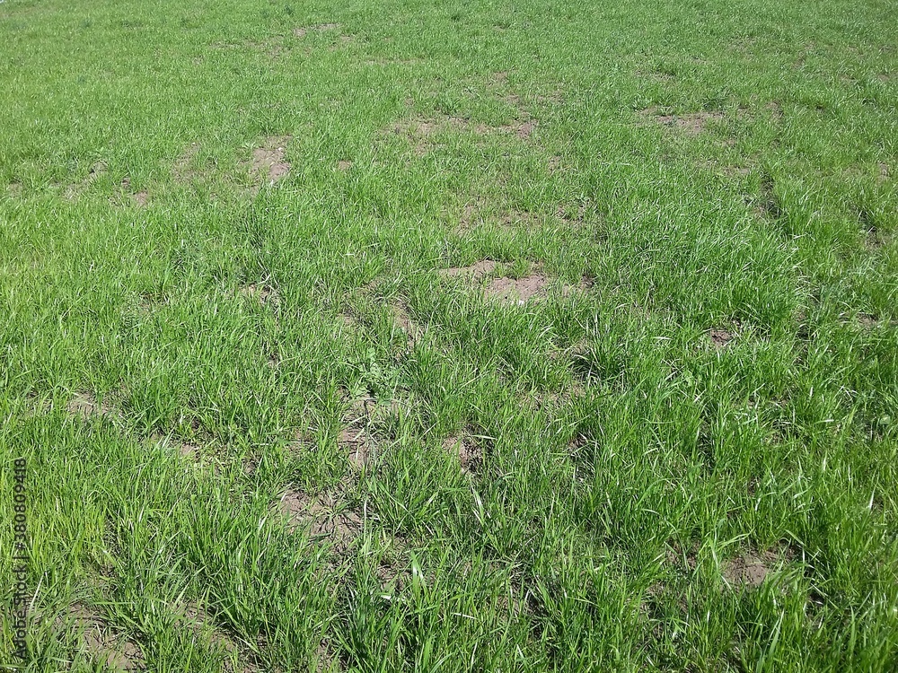 Green lawn on the slope of a well-maintained hill Green lawn on the slope of a well-maintained hill