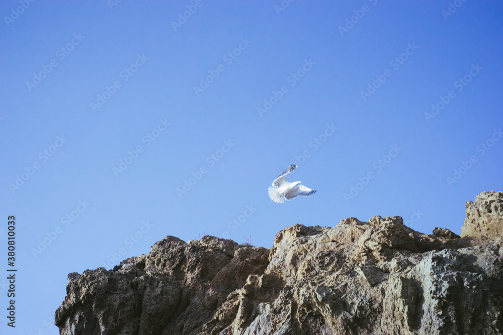 Seagull on the rocks Seagull on the rocks