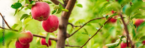 Fotografija Red apples on apple fruit tree branches