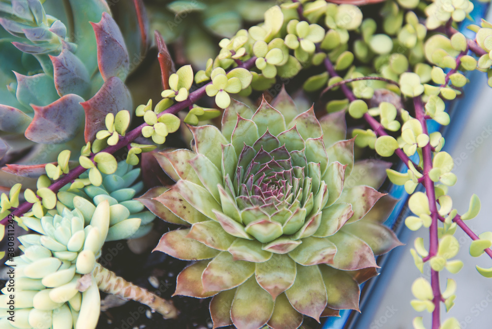Collection of Succulents in Blue Container Collection of Succulents in Blue Container