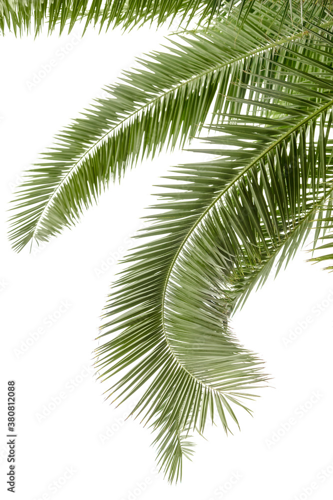 Hanging palm leaves isolated on the white background