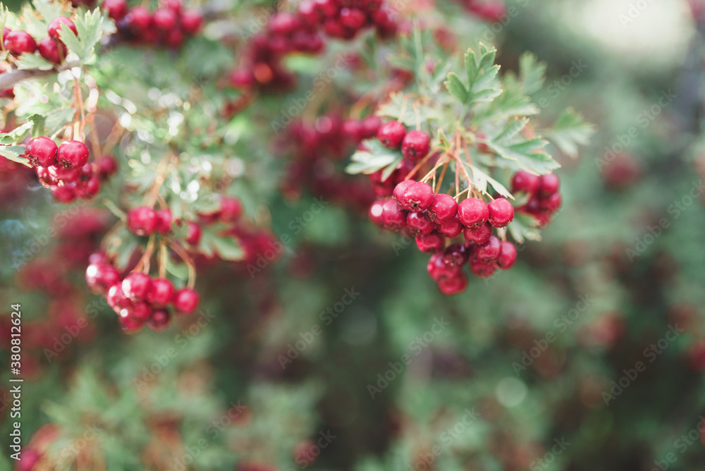Red berries on a tree Red berries on a tree