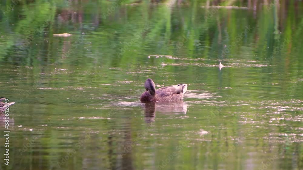 The gray duck swims in a pond and peels feathers with its beak. Green trees are reflected in the water. Environmentally friendly lake. Bird life in the city park. Warm summer day. Soft light. The gray duck swims in a pond and peels feathers with its beak. Green trees are reflected in the water. Environmentally friendly lake. Bird life in the city park. Warm summer day. Soft light.