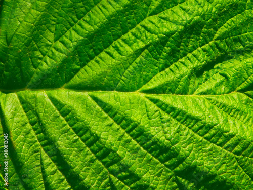 Green leaf texture. Grape leaf close up.
