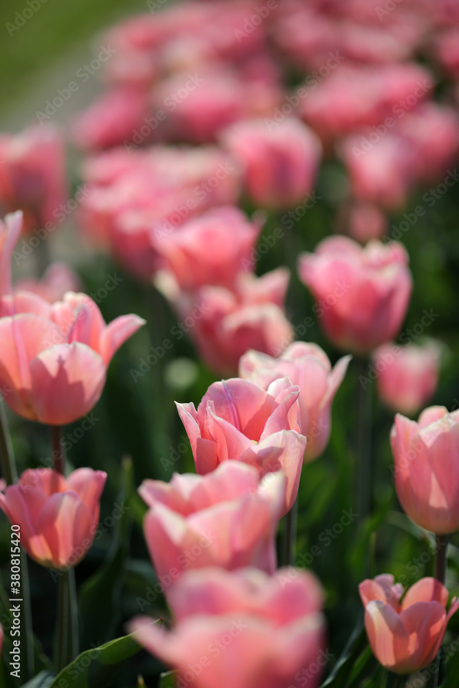 Vibrant Pink Tulips On A Spring Morning Vibrant Pink Tulips On A Spring Morning