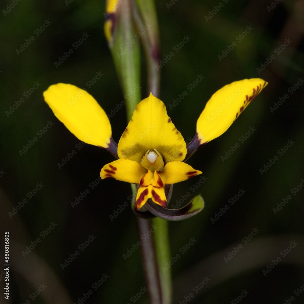 Fototapeta premium Spotted Doubletail - Diuris maculata