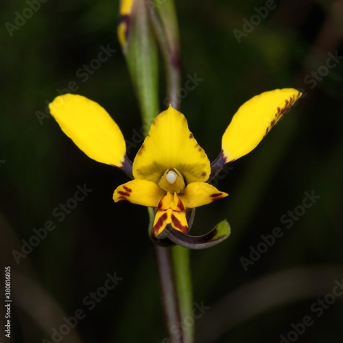 Spotted Doubletail - Diuris maculata photo