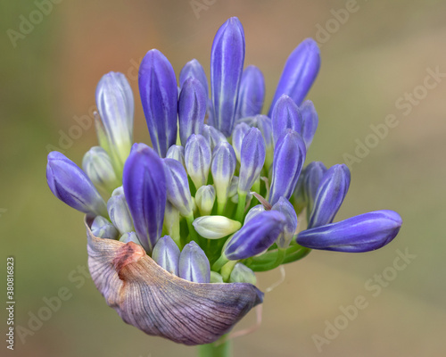 Close-up of Agapanthus bud - originally native to South Africa; now naturalised in Australia