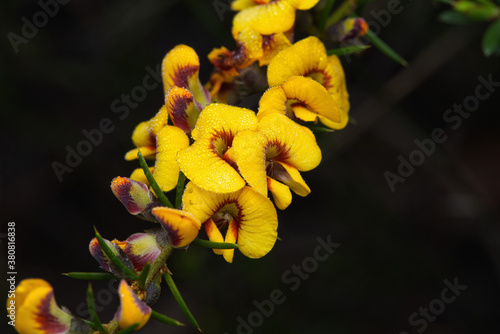 Bauer's Merbelia - Mirbelia baueri photo