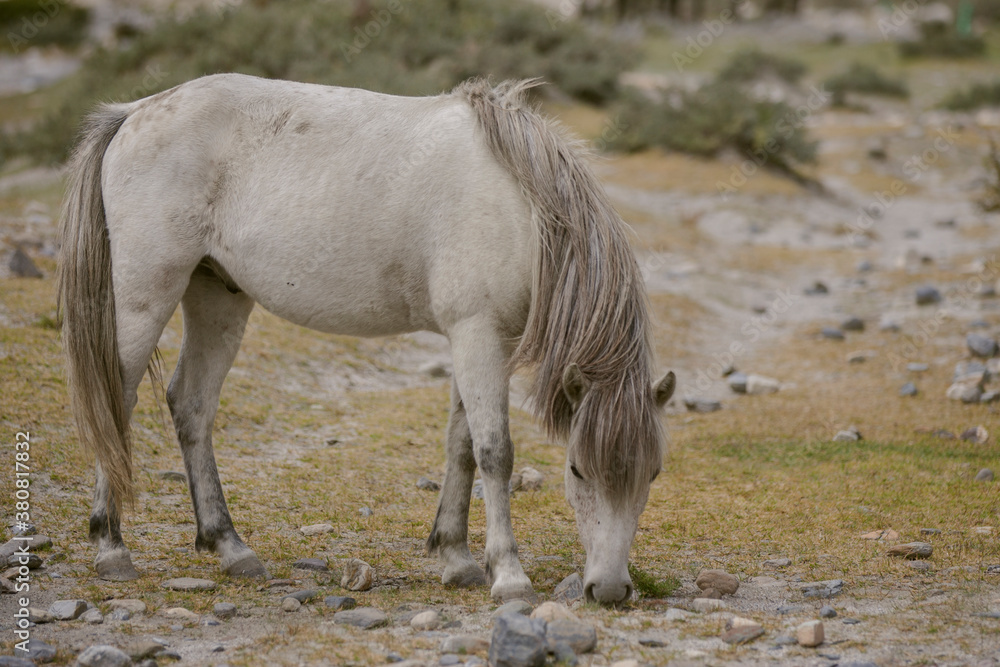A horse grazing high up in the himalayas. A horse grazing high up in the himalayas.