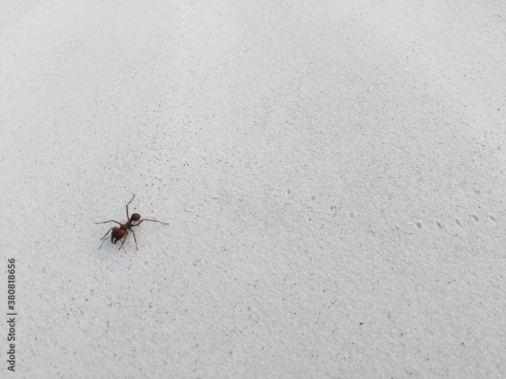 Giant ant on the white sand Giant ant on the white sand
