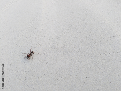 Giant ant on the white sand photo