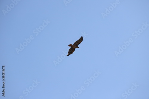A Hawk Flying with a Captures Snake in its Talons.