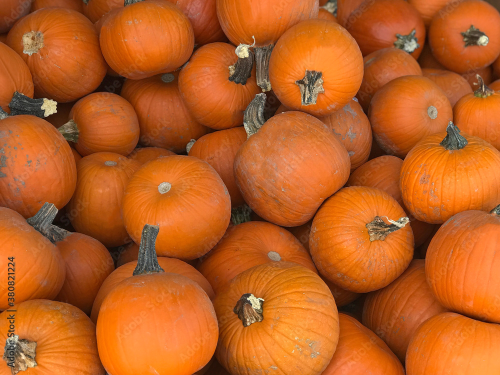 Many sugar pie pumpkins are shown on display in a farmer's market produce bin in the autumn. Many sugar pie pumpkins are shown on display in a farmer's market produce bin in the autumn.