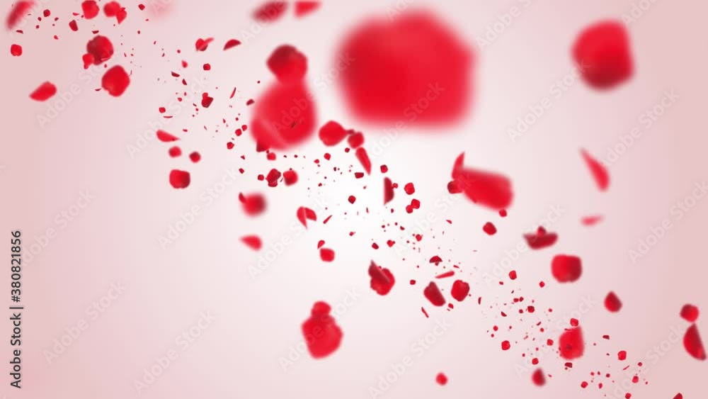 Rose Petals Red, Pink cherry Blossoms Blizzard Flying Across Screen Loop Background Green Screen. Funeral, Wedding, Love, Passion, Dream, spirit, beauty, Memorial, Event, Birthday, Beauty, Passion. Rose Petals Red, Pink cherry Blossoms Blizzard Flying Across Screen Loop Background Green Screen. Funeral, Wedding, Love, Passion, Dream, spirit, beauty, Memorial, Event, Birthday, Beauty, Passion.