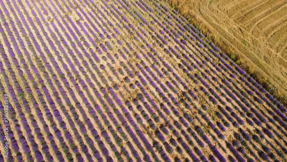 Agricultural fields with lavender and olives plantation and hay. Aerial view Agricultural fields with lavender and olives plantation and hay. Aerial view