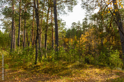 beautiful autumn landscape with natural multicolored trees © Татьяна Грязнева
