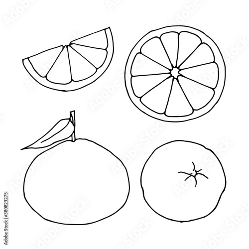 A set of two whole tangerines in different angles. And two different slices of chopped citrus. Vector illustration.
