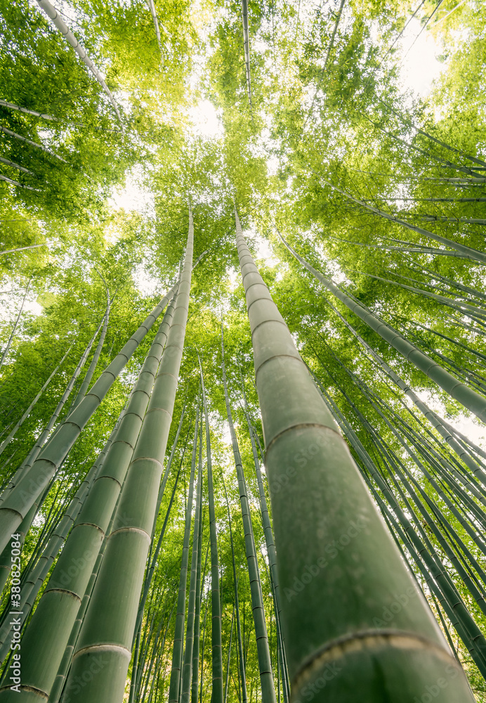 Bamboo Shoots In A Bamboo Forest In Japan Bamboo Shoots In A Bamboo Forest In Japan