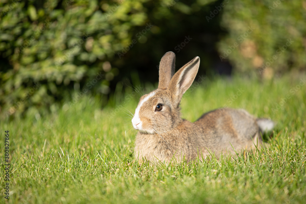 Easter rabbit on fresh green grass in nature Easter rabbit on fresh green grass in nature