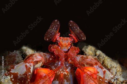 Colorful underwater macro photography