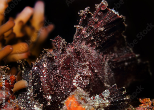 Colorful underwater macro photography
