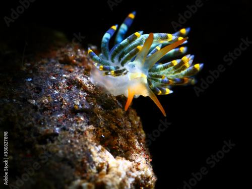 Colorful underwater macro photography