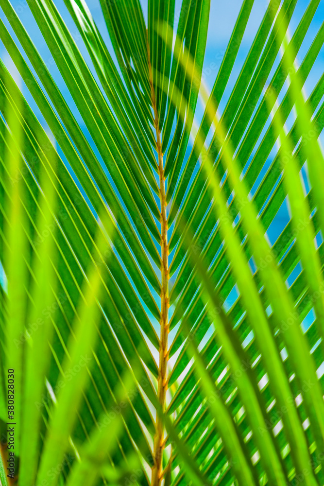 Tropical Palm Leaf Tropical Palm Leaf