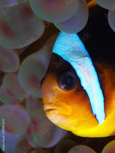 Colorful underwater macro photography