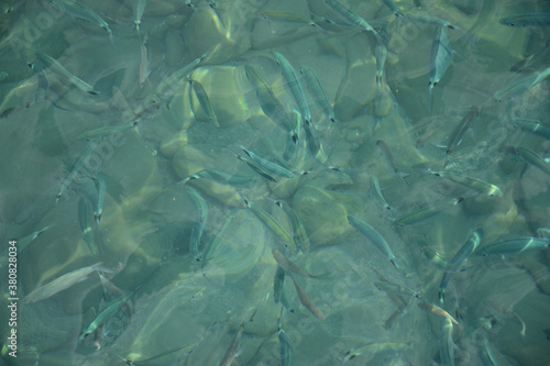 A flock of marine fish feeding at the pier