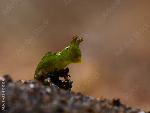 Colorful underwater macro photography
