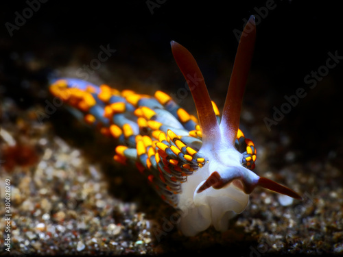 Colorful underwater macro photography