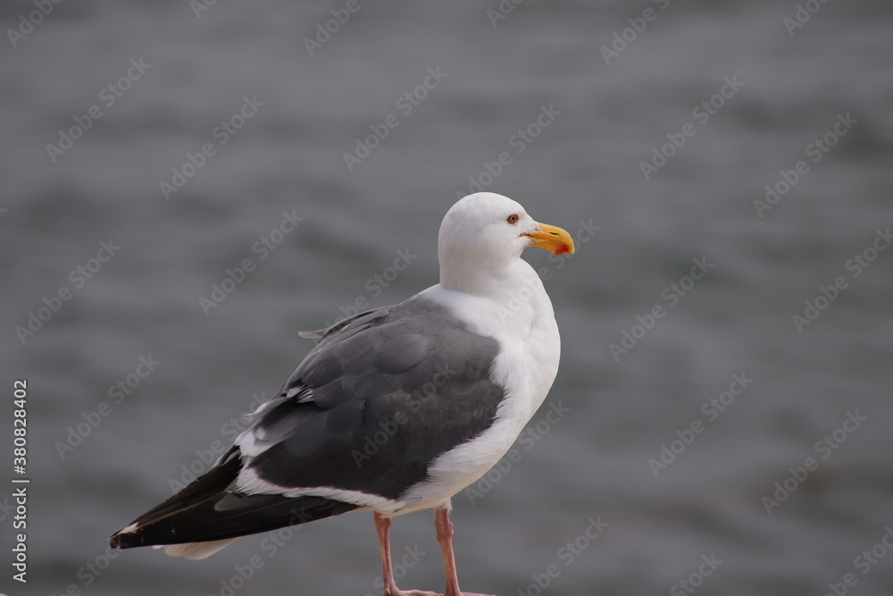 A Seagull Standing on a Rock by the Sea A Seagull Standing on a Rock by the Sea