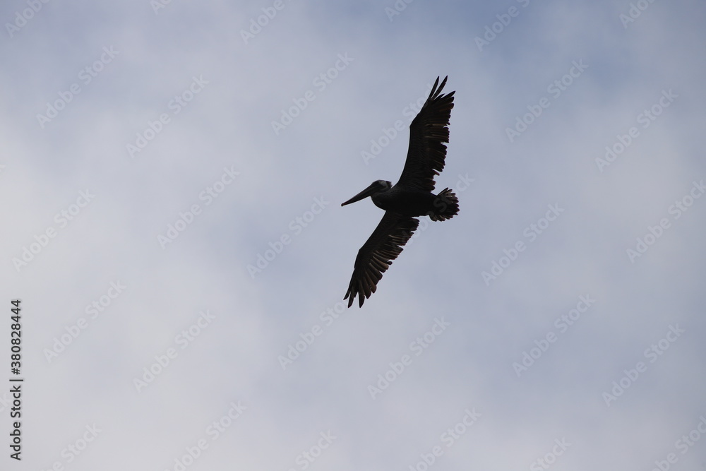 Pelican Flying through the Air by the Sea Pelican Flying through the Air by the Sea