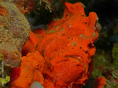 Colorful underwater macro photography